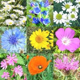 Native wildflowers Peak flowering  Early Summer to Autumn Easy to sow 