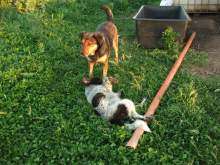   per Cani   Cuccioli e cani in Toscana in vendita su  Annunci