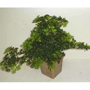   16 INDOOR / OUTDOOR Parsley Bonsai Topiary SOLD OUT