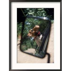  Reflection of Beagle in Car Rearview Mirror Collections 