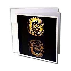  Snakes   Ball Python   Greeting Cards 12 Greeting Cards 