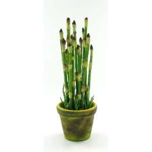   Baby Mini Bamboo Plant Pot Indoor Outdoor Table Top