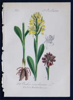 Antique Botanical Print 1880   Orchis sambucina L. / Orchid  