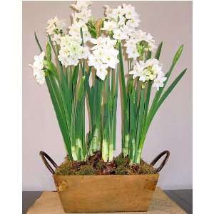    Paperwhite Ziva in a Ruskin Wooden Bulb Crate Patio, Lawn & Garden