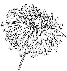 Chrysanthemum flower 3x3 rubber stamp UM  