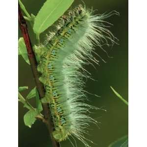  Atlas Moth Larva or Caterpillar (Dictyoploca Simla 
