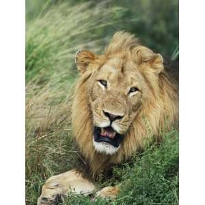 Male Lion, Panthera Leo, Kruger National Park, South Africa, Africa 