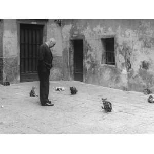  Otto Preminger Looking at Stray Cats on Venice Street 