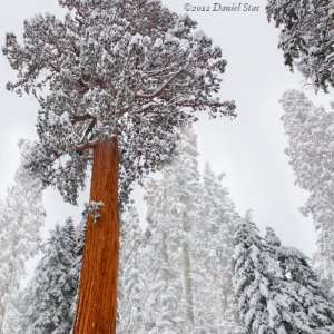 SEQUOIA GIANT TREE Winter Abstract Snow Landscape CANVAS PHOTOS PRINT 