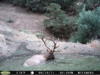 MOULTRIE PHB30B Tripod Deer Feeder + D55 IR Trail Game Camera + Feed 