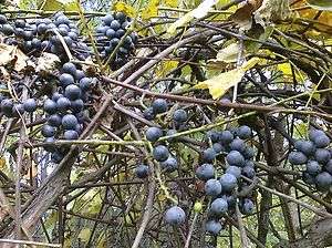 Heirloom Summer Grape Seeds ABUNDANT PRODUCING GRAPES  
