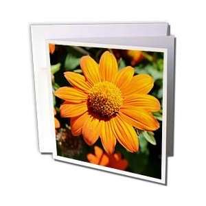    Sunshine Mexican Sunflower Flower Photography   Greeting Cards 