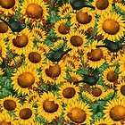TIME TO HARVEST YELLOW SUNFLOWERS BLACK CROWS AUTUMN FA